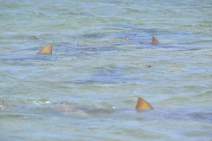 From Sal Island: Blue Eye, Salt Lake, Lemon Sharks, Palmeira - Lunch in Espargos is practical, not the main event