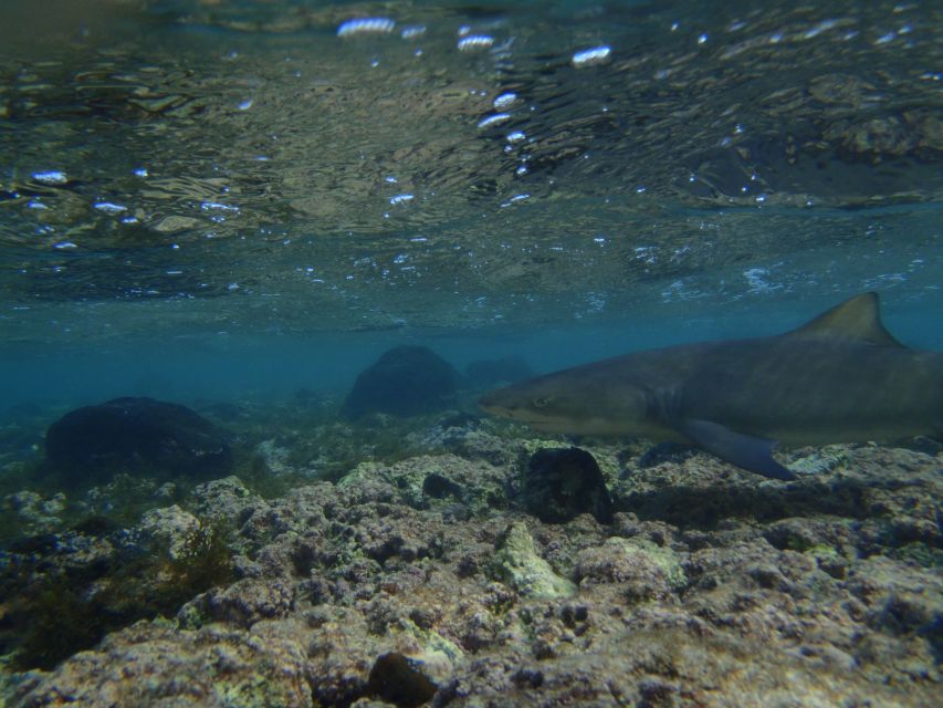 From Santa Maria: Guided Lemon Shark Watching - Key points to know before you book