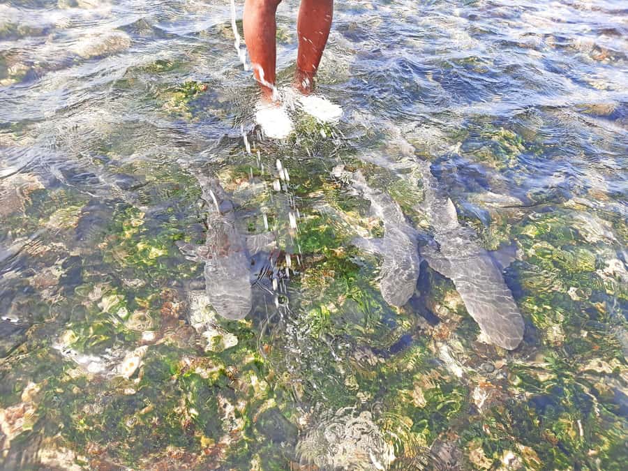 From Santa Maria: Natural Pools & Shark Bay Private Day Trip - Shark Bay puts you close to lemon sharks