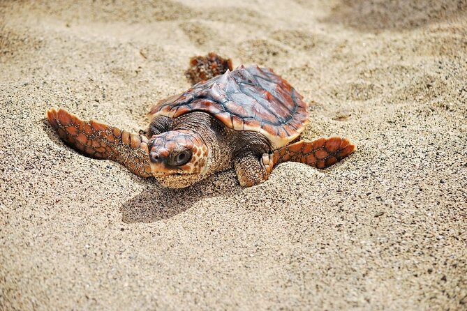 Full Day Sal Island Tour in Santa Maria - Feijoal and Sharkbay: the day’s most unusual finish
