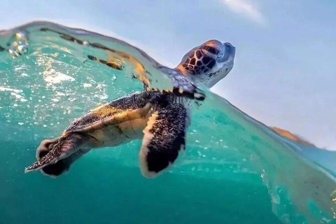 Guided turtle tour in a group in Boa Vista - Why Ervatão is the right place for turtle watching