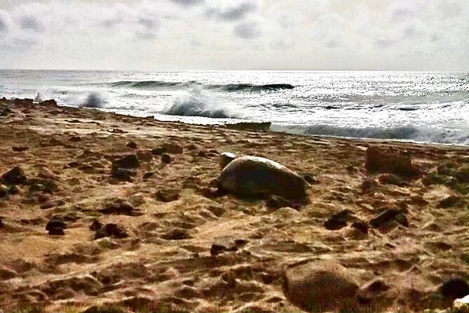 Guided turtle tour in a group in Boa Vista - Two hours of nesting or hatchling activity