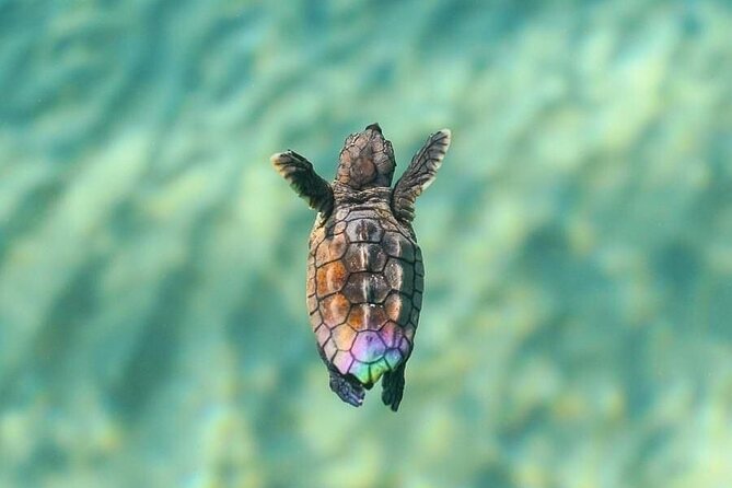Guided turtle tour in a group in Boa Vista - What the small group changes