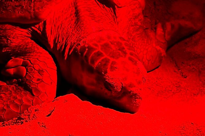 Guided turtle tour in a group in Boa Vista - The return ride and total time