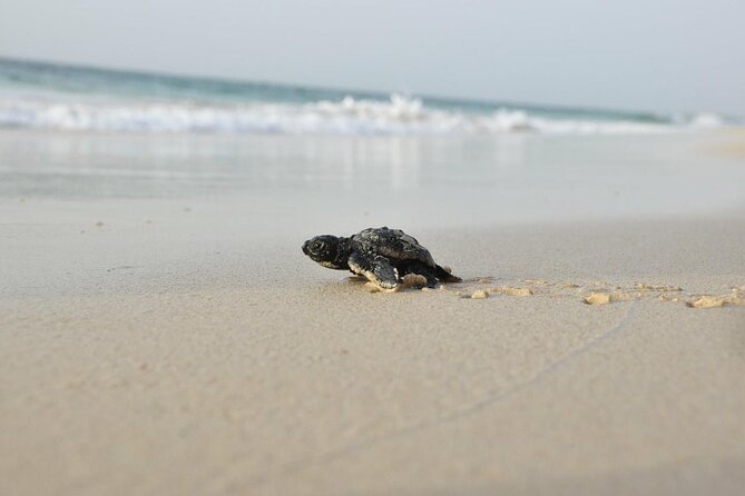 Guided turtle tour in a group in Boa Vista - How much value does the $104.68 price offer?