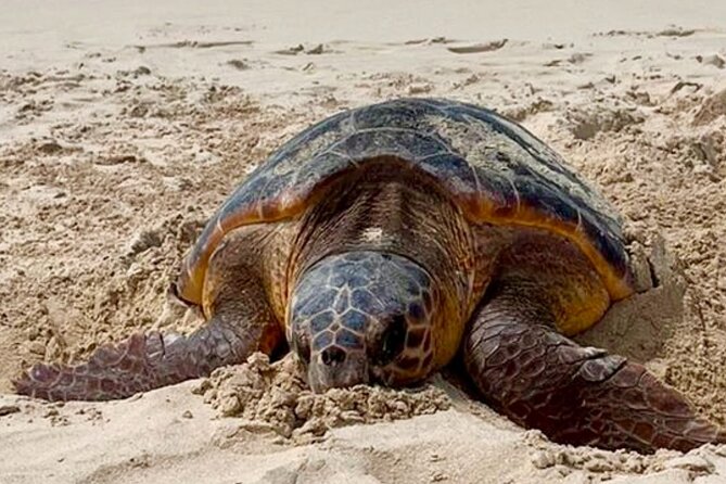 Guided turtle tour in a group in Boa Vista - Fitness, sand, and what to expect physically