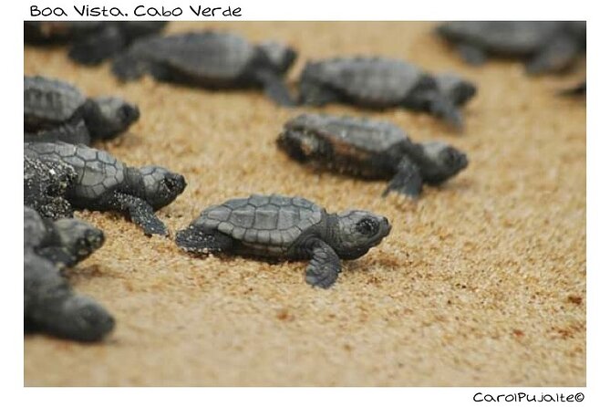 Guided turtle tour in a group in Boa Vista - The briefing before the turtles appear