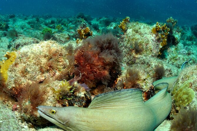 Half-Day Diving in Sal - Small groups, friendly service, and safety