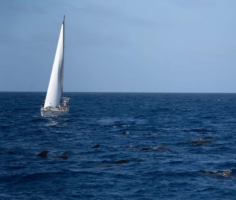 Half-Day Sailing Yacht Adventure in Sal Island - 3 hours - Three hours along Sal’s southwest coast