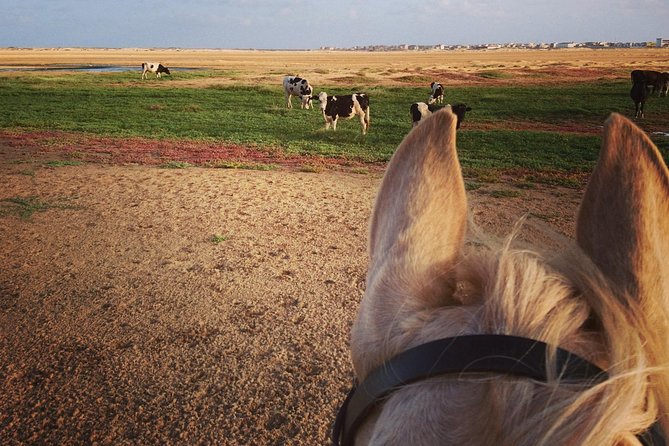Horse Riding in Sal Island - Cabo Verde - Is $60.25 good value?