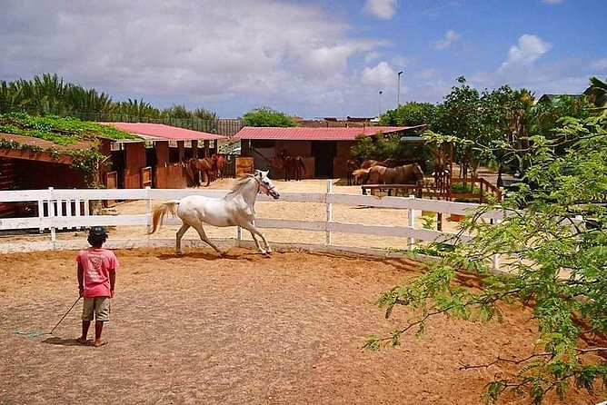 Horse Riding in Sal Island - Cabo Verde - Who should book this ride?
