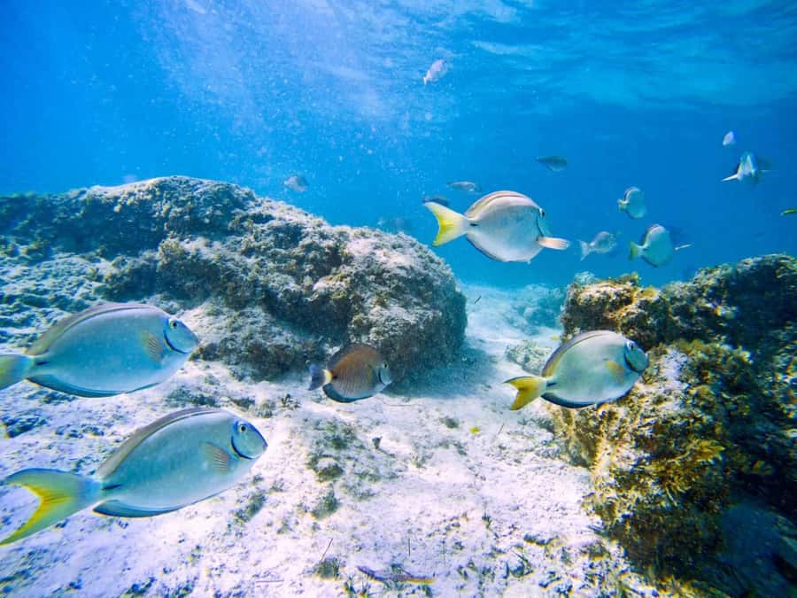 Ilha Do Sal: Snorkeling with Local Guide - Santa Maria Bay, Sal’s easy introduction to snorkeling