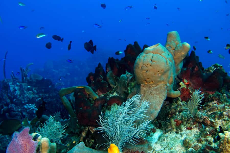Ilha Do Sal: Snorkeling with Local Guide - What happens before you enter the water