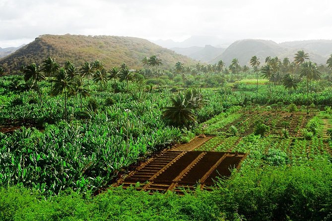 Like Locals: Banana Plantation, and Cuscuz with locals - Meeting a family in São Lourenço dos Órgãos