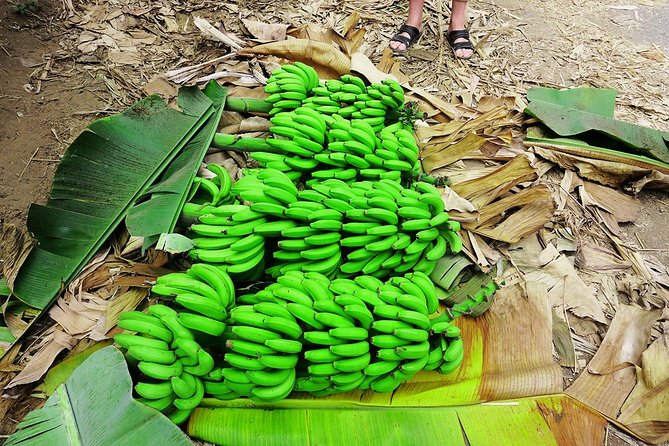 Like Locals: Banana Plantation, and Cuscuz with locals - What the $76.57 price really covers