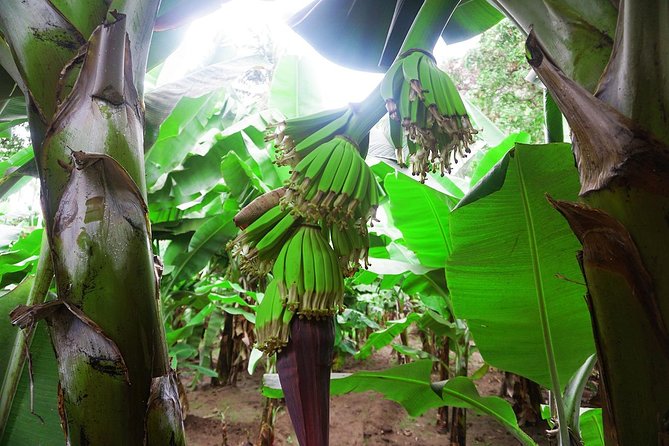 Like Locals: Banana Plantation, and Cuscuz with locals - Walking through Santa Cruz’s banana and coconut plantation