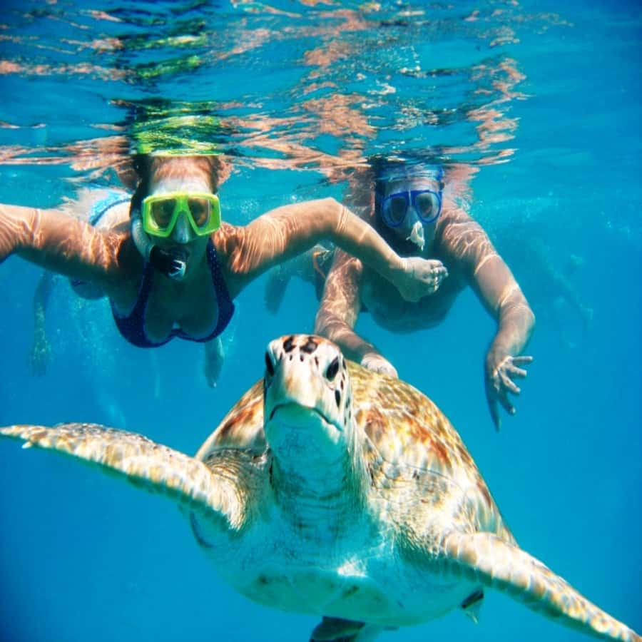 Live Snorkeling & Swimming with Sea Turtles in the Atlantic - Key points to know before you book