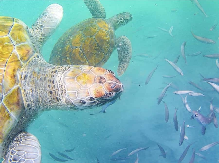 Live Snorkeling & Swimming with Sea Turtles in the Atlantic - São Pedro Bay, where the turtles meet the fishing boats