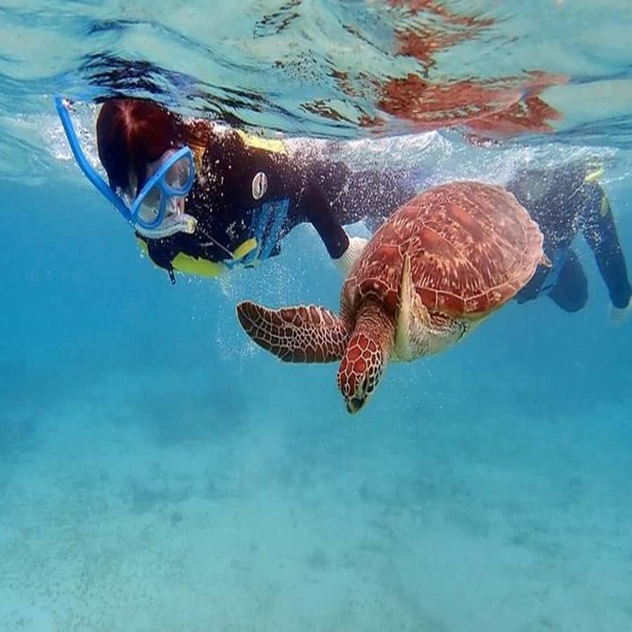 Live Snorkeling & Swimming with Sea Turtles in the Atlantic - What the $57 price really includes