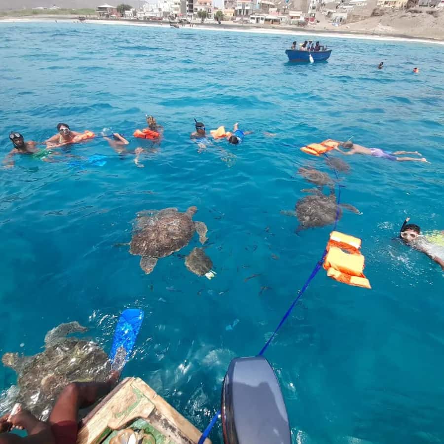 Live Snorkeling & Swimming with Sea Turtles in the Atlantic - Equipment, safety, and the small details that matter