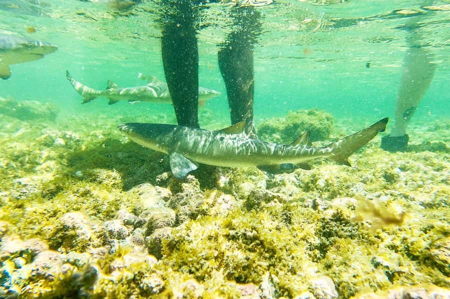 Murdeira: Sal Island Nature Reserve and Fishing Village Tour - Murdeira Bay and Lion Mountain