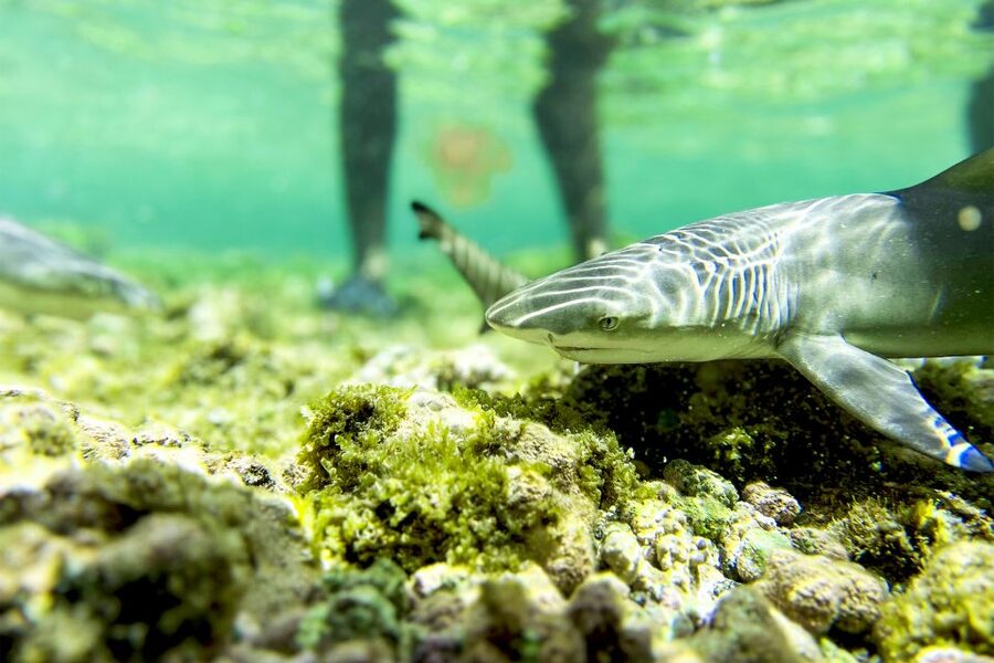 Murdeira: Sal Island Nature Reserve and Fishing Village Tour - What to pack and what to budget