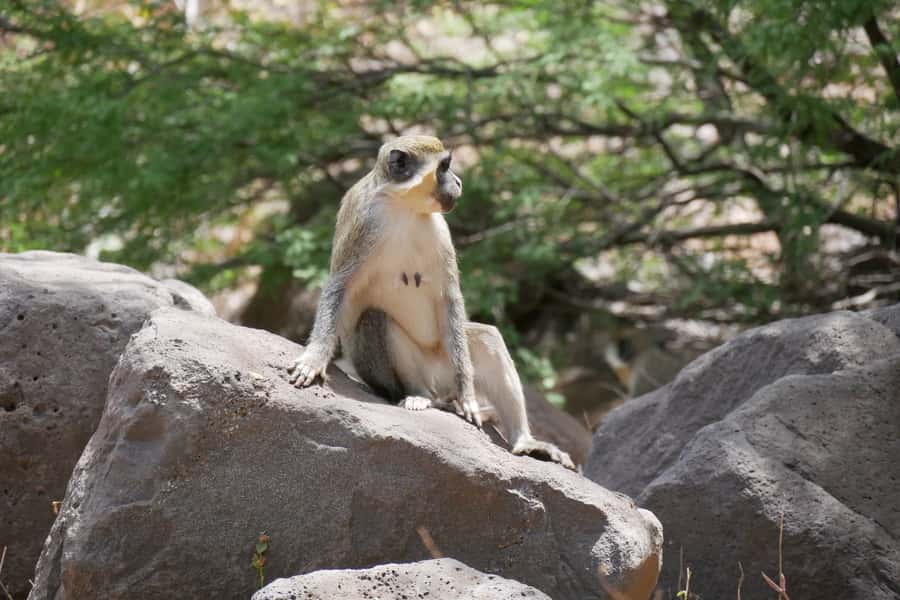 Praia: Baobab Mysterious Tree, Green Valley & Old City Hike - Key points to know before you book