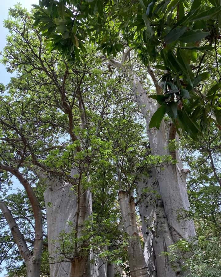 Praia: Baobab Mysterious Tree, Green Valley & Old City Hike - Why this route is one of Santiago’s best short hikes
