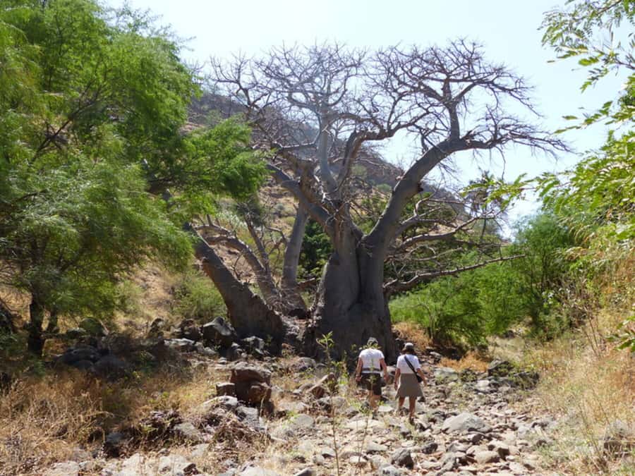 Praia: Baobab Mysterious Tree, Green Valley & Old City Hike - Meeting the old baobab