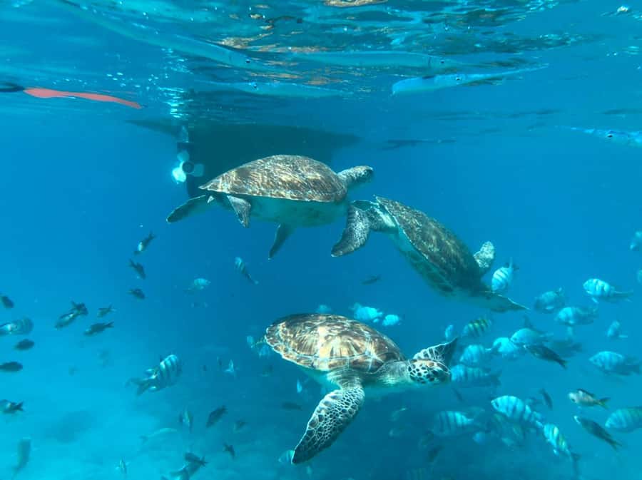Private Snorkel Experience with Sea Turtle for Cruisers - Meeting your guide at Mindelo Port
