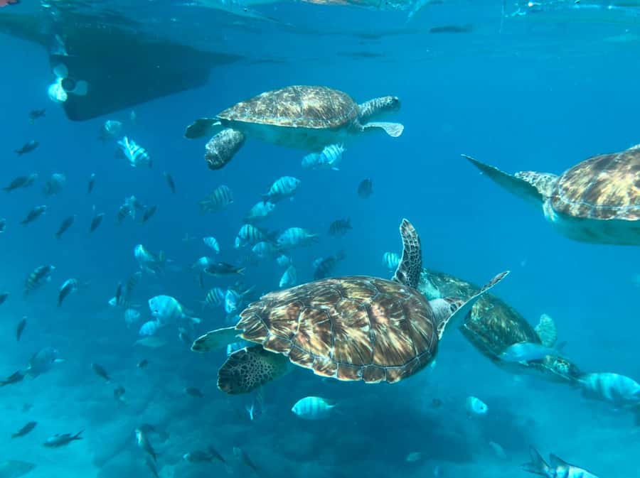 Private Snorkel Experience with Sea Turtle for Cruisers - Getting ready in São Pedro