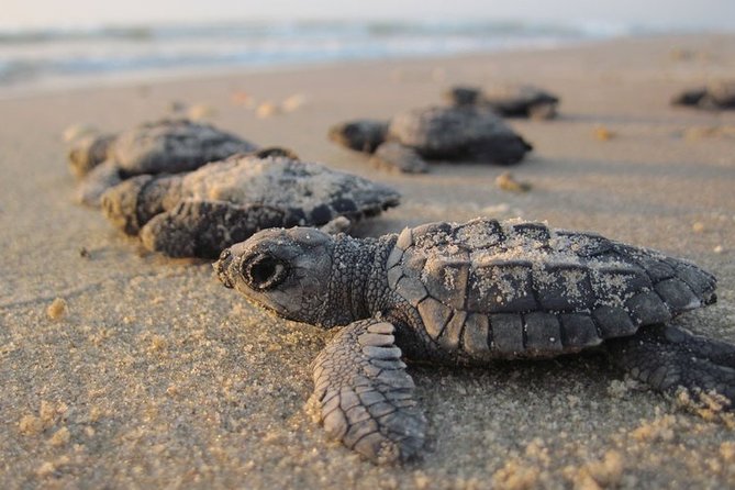 Private Turtle Watching Experience - Why this night on Sal feels different