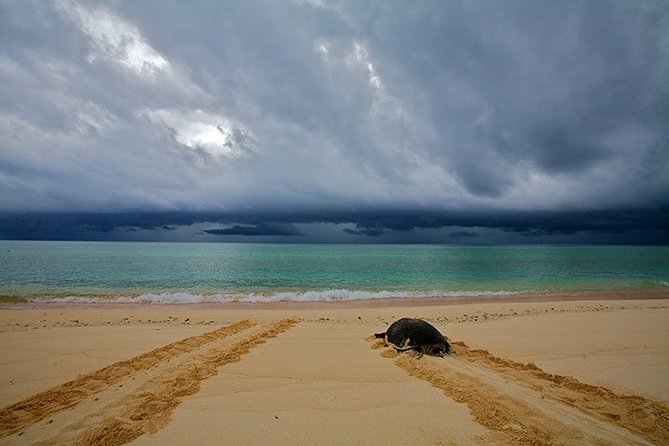 Private Turtle Watching Experience - Who will enjoy this most