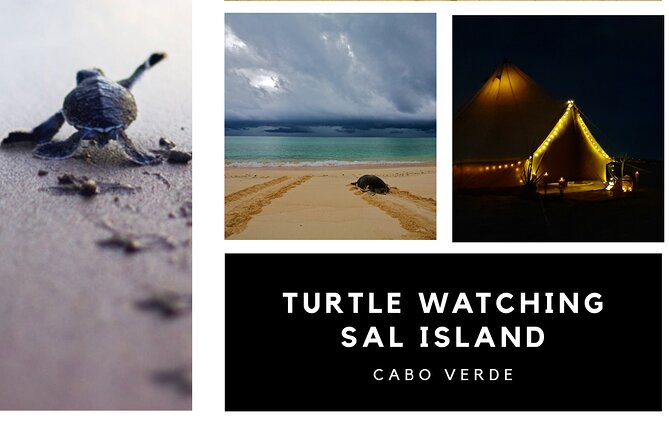 Private Turtle Watching Experience - Pickup from Santa Maria and the 10:20 p.m. start