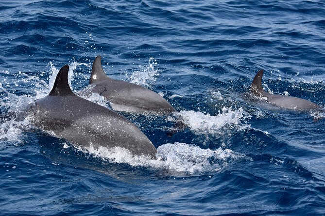 Sailing yacht half day- with Cape Verde Sailing - Swimming and snorkeling when conditions allow