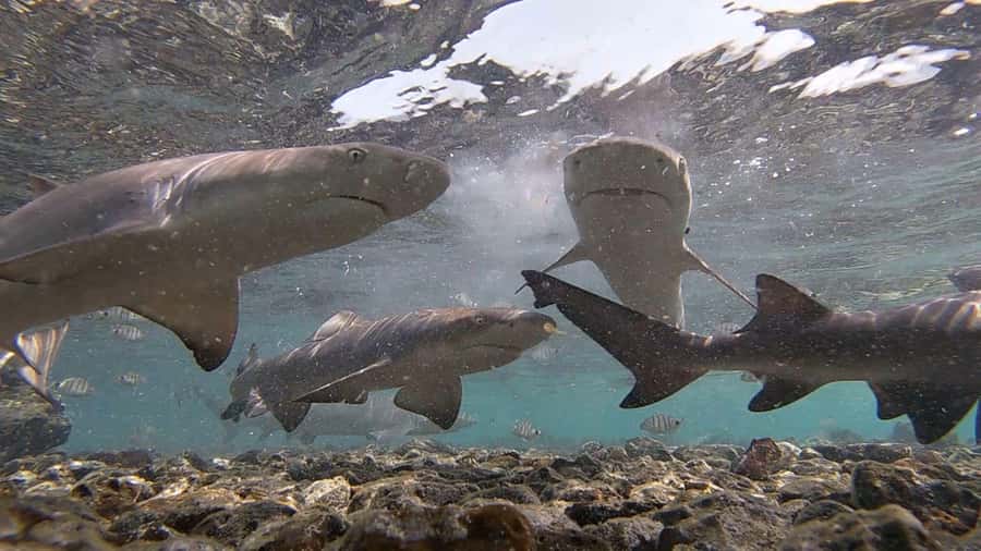 Sal: All-Inclusive Salt Lake, Blue Eye and Shark Bay Tour - Shark Bay and the close-up lemon shark encounter