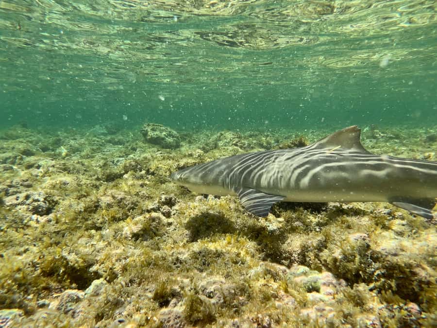 Sal Discovery: A Guided Small Group Island Tour - A quick way to see the shape of Sal