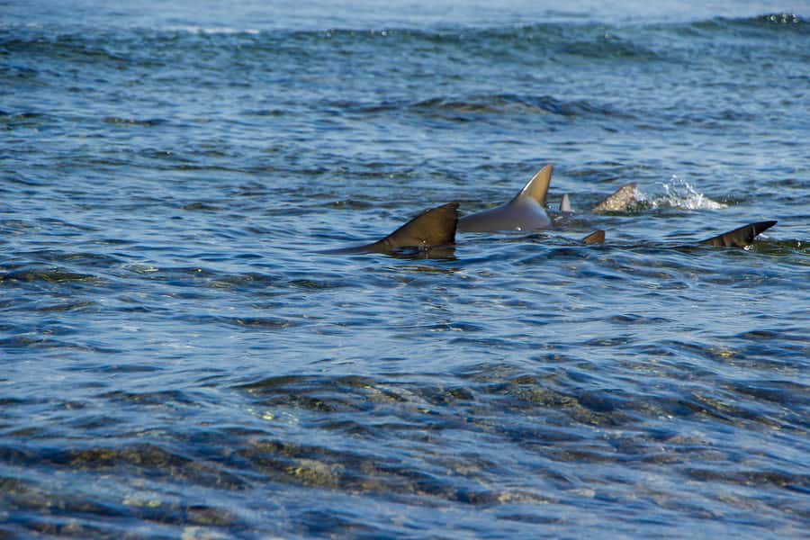 Sal island : Full day excursion Salinas, Shark Bay, Blue Eye - Sal’s best natural sights in one outing