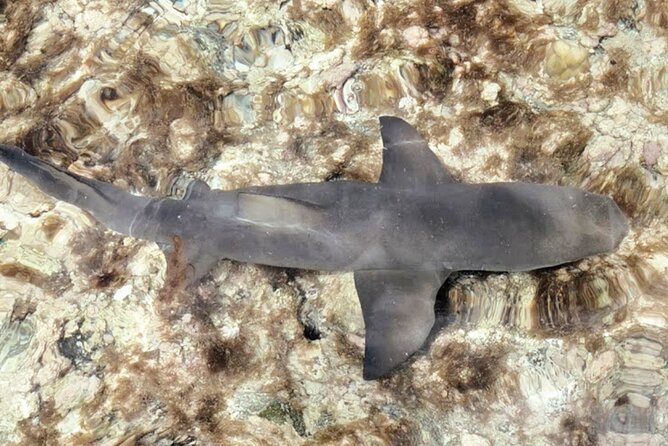 Sal Island: Full-day Private Experience with Local Guide - Miragem and Shark Bay