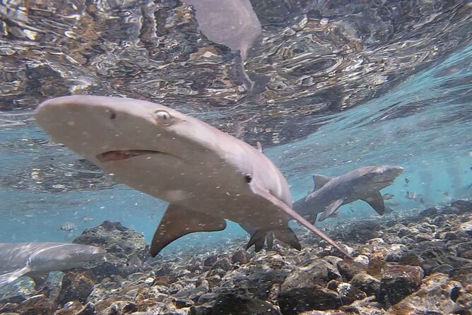 Sal island: Salt Lake Tour, Shark bay & Pedra de Lume Village - Is $36.01 a Fair Price?