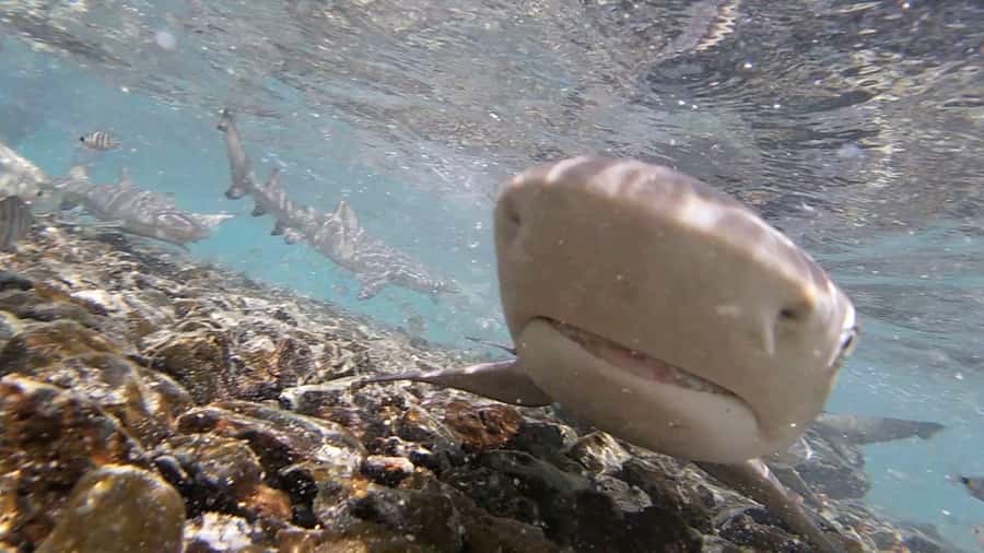 Sal Island: Shark Bay Experience from Santa Maria - Timing, flexibility, and a practical booking note