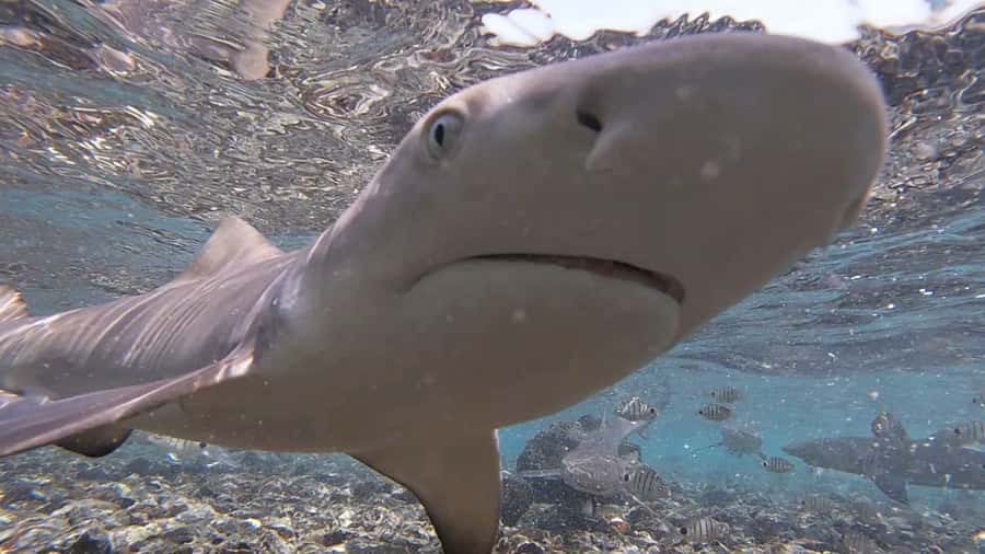 Sal Island: Shark Bay Experience from Santa Maria - What the two-hour outing actually includes