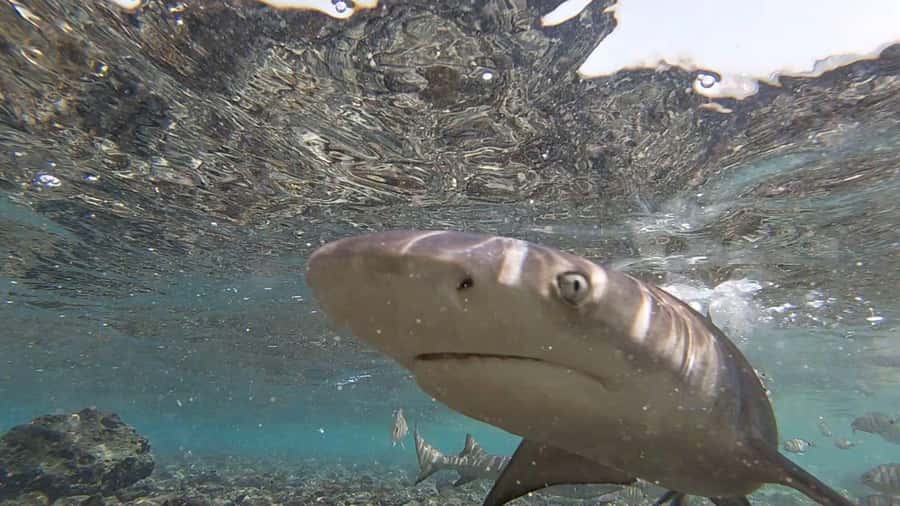 Sal Island: Shark Bay Experience from Santa Maria - Standing among the sharks at Shark Bay