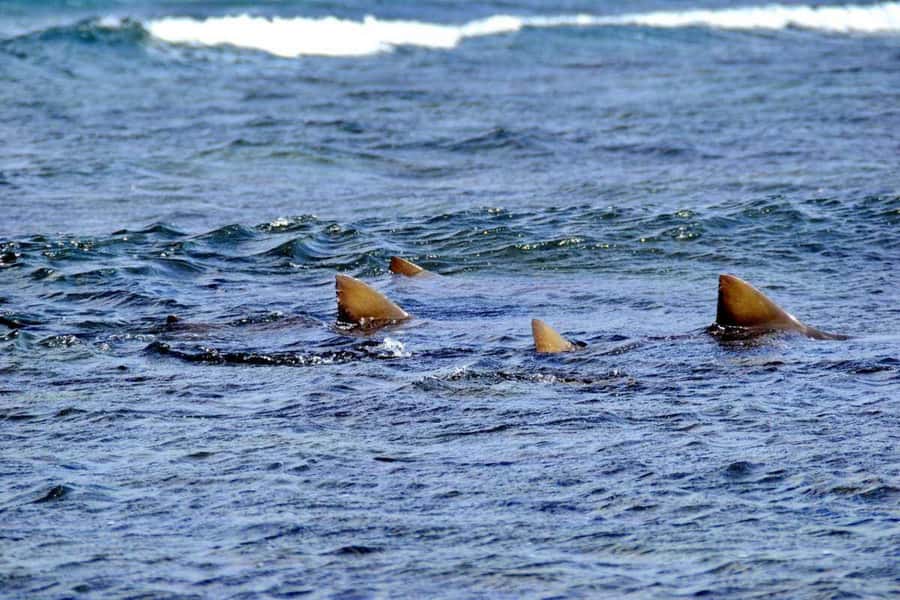Sal Island: Shark Bay Experience from Santa Maria - Why the guide makes such a difference