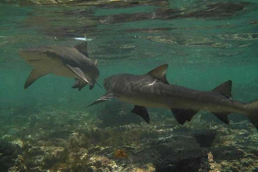Sal Island: Shark Bay Experience from Santa Maria - Choosing between shore watching and wading