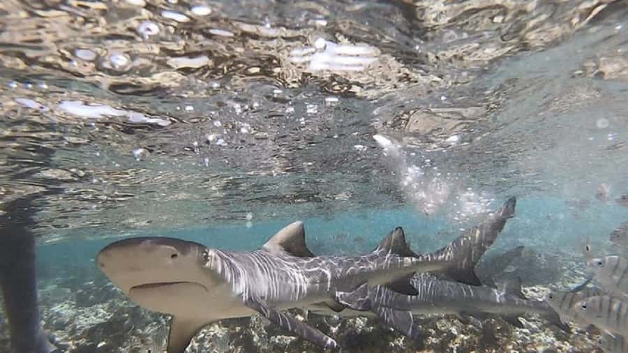 Sal Island: Shark Bay Experience from Santa Maria - What to bring and what to leave behind