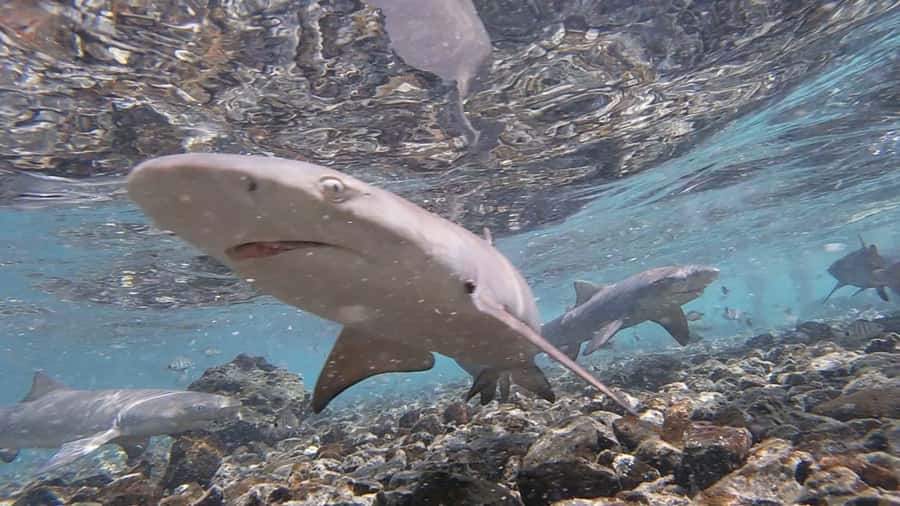 Sal Island: Shark Bay Experience from Santa Maria - The rocky approach is part of the bargain