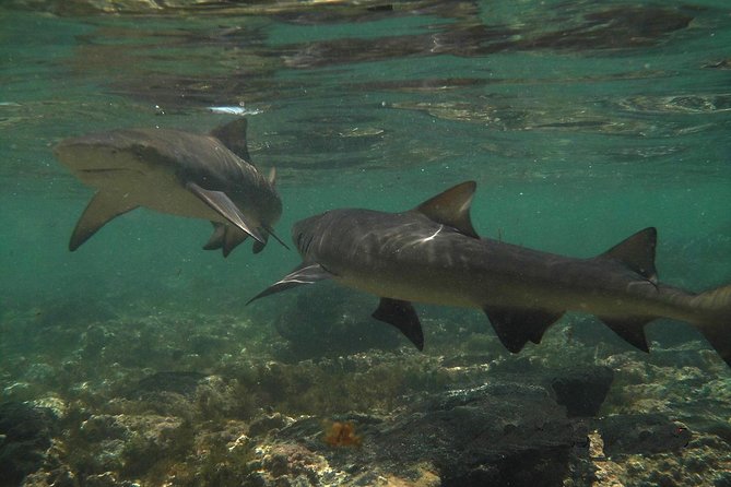 Sal Island: Shark Bay Shark Watching Experience from Santa Maria - Meeting Sal’s Lemon Sharks at Shark Bay