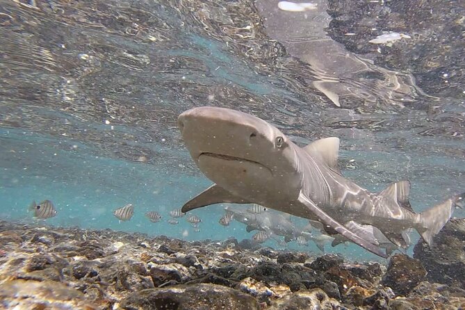 Sal Island: Shark Bay Shark Watching Experience from Santa Maria - Choosing Between Shore and Shallow Water