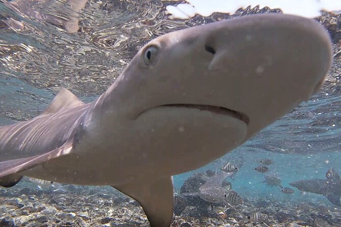 Sal Island: Shark Bay Shark Watching Experience from Santa Maria - Local Guides Make the Difference